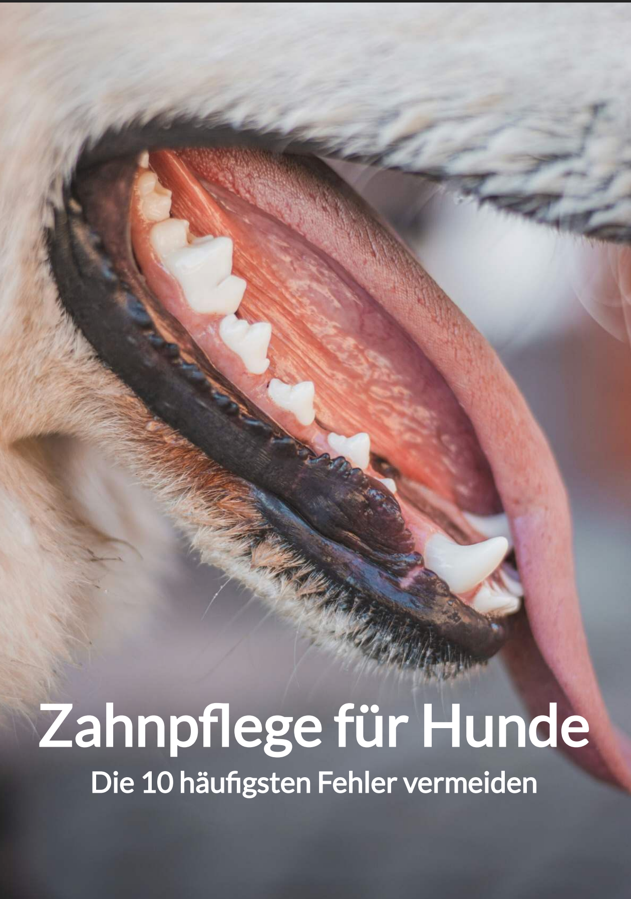 E-Book: Zahnpflege für Hunde: Die 10 häufigsten Fehler vermeiden